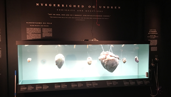 Steno-museet